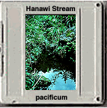 pacificum stream habitat