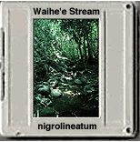 nigrolineatum habitat