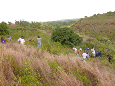 Grassland