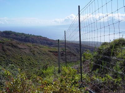 Awehi Gulch fence