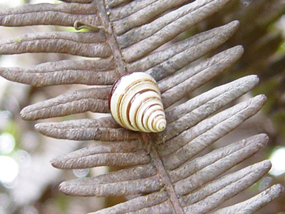 Tree Snail