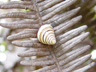 Hawaiian tree snail