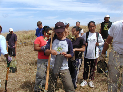 Seedlings for outplanting