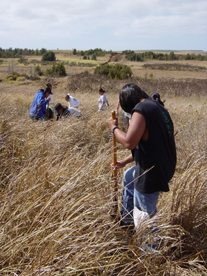 Guinea grass