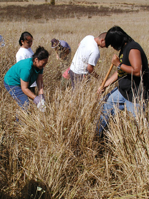 Guinea grass