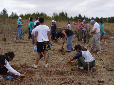 Planting