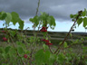 Abutilon