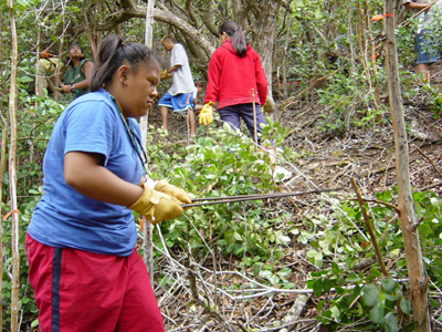 Chopping guava