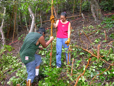 Removing guava