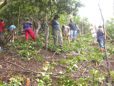 Cleared site