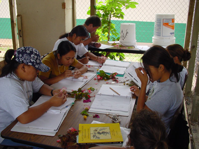 Floral morphology