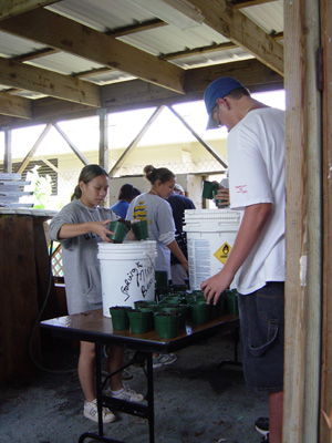 Potting plants