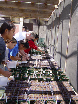 Seed planting