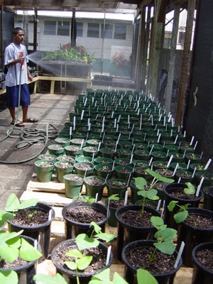 Shadehouse plants