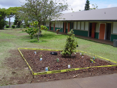 Ohia garden