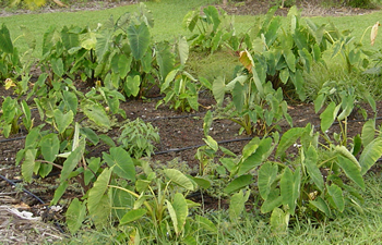Dryland taro plot at Amy Greenwell Ethnobotanic Garden, Captain Cook, Hawaii