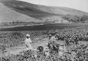 Hawaiian women working in taro fields. F.G.Eyton Walker.