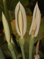 Colocasia gigantea flowers