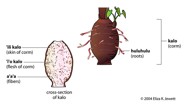 Root characteristics