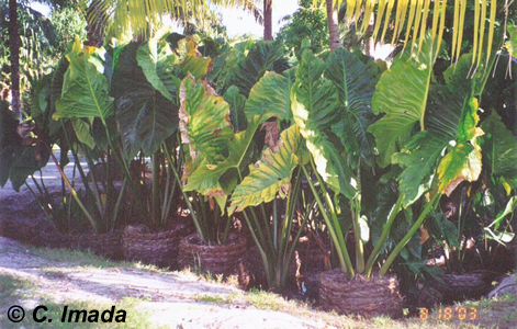 Cyrtosperma from Kiribati