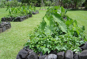 Dryland taro and uala, Kahanu Garden, Maui