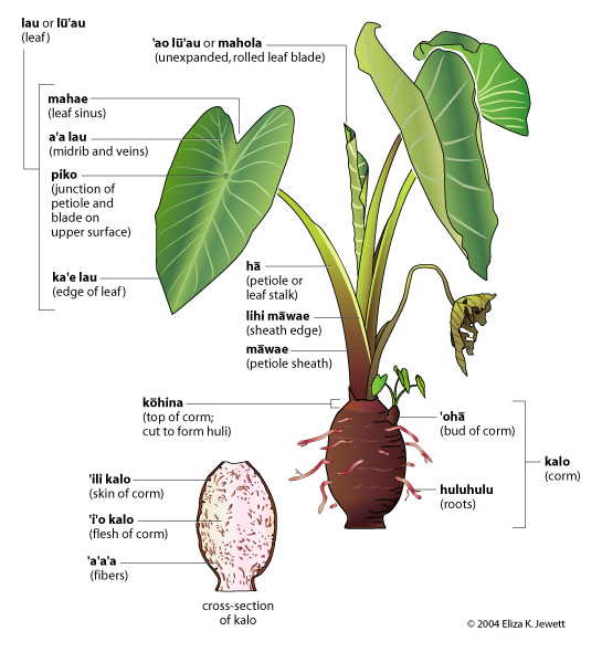 parts of a plant diagram