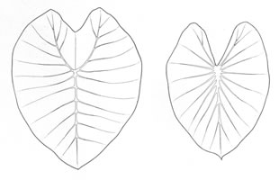 Ovate leaves