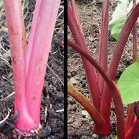 Pink-red petioles