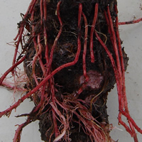 Red roots