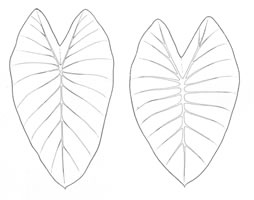 Sagittate leaves