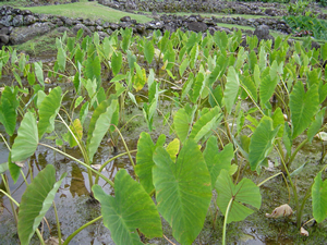 Wetland taro at Limahuli Garden