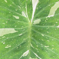 Gree-white variegation