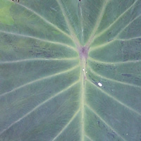 Green-purple variegation