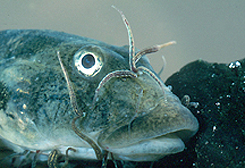 Fish Leeches - Encyclopedia of Arkansas