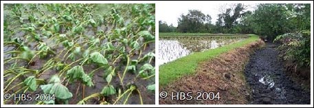 Damaged taro fields