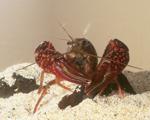 Procambarus clarkii