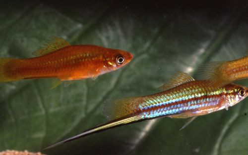 Xiphophorus helleri 