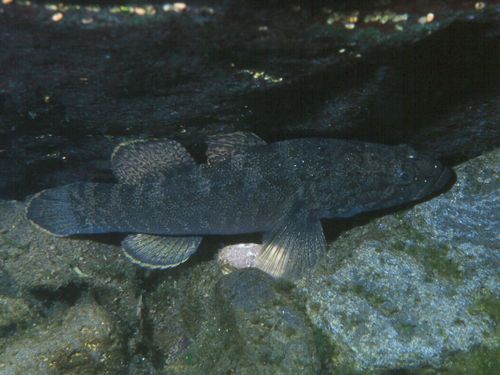 Eleotris sandwicensis 