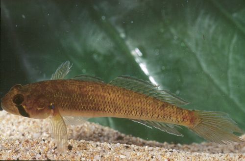 Stenogobius hawaiiensis