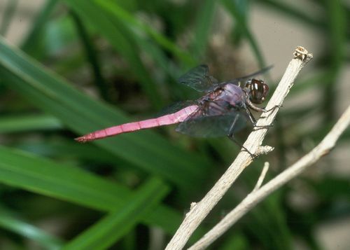 Orthemis ferruginea 