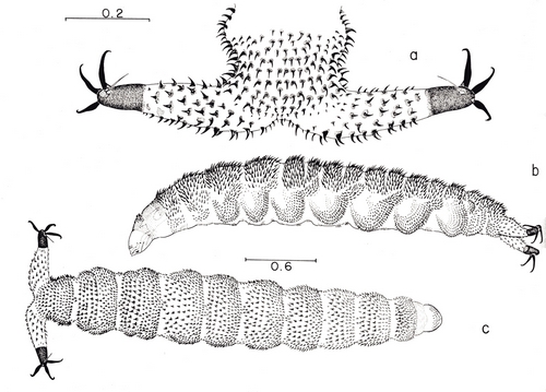 Scatella clavipes 