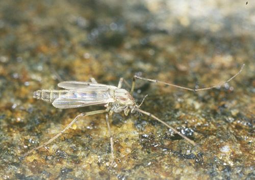 Chironomus hawaiiensis