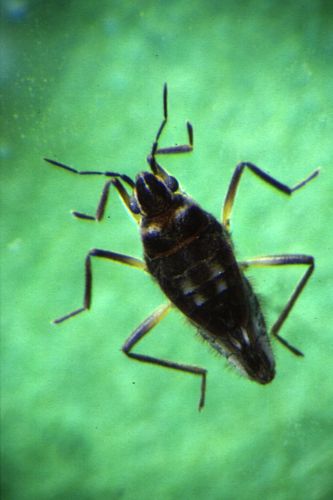 Scientific name: Microvelia vagans 