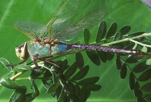 Anax junius