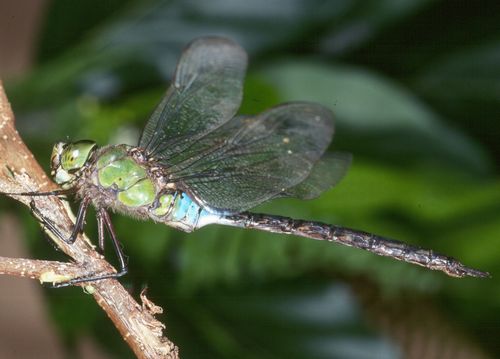 Anax strenuus