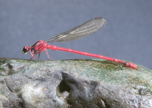 Megalagrion blackburni