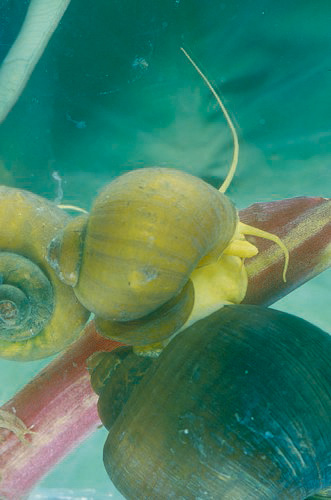 Scientific name: Pomacea canaliculata 