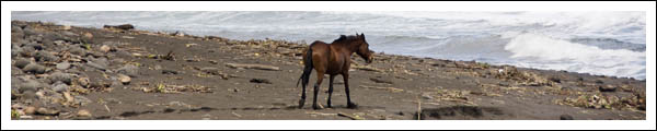 feral horse