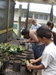 Repotting seedlings