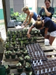Benches of prepared pots